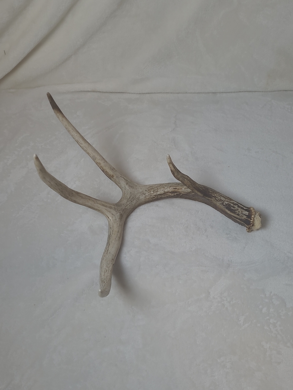 Rustic Antler Wall Hook Accent - White/Brown